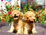 Mükemmel Güzelli̇kte Toy Poodle Yavrularimiz