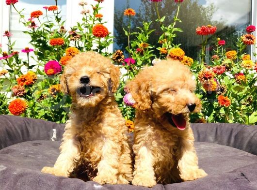 Mükemmel Güzelli̇kte Toy Poodle Yavrularimiz görsel