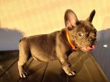 Blue Ve 2 Si̇yah Erkek French Bulldog Bebekler