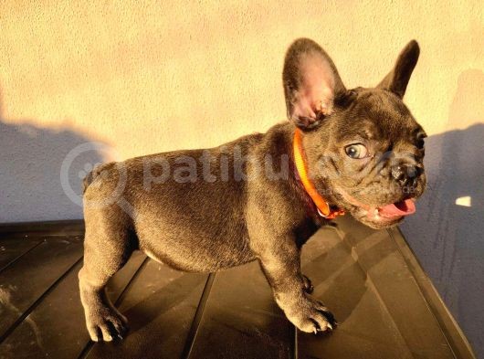 Blue Ve 2 Si̇yah Erkek French Bulldog Bebekler