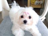 0 Numara Maltese Terrier Yavrularımız