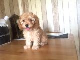 En Özel Red Toy Poodle Yavrularimiz