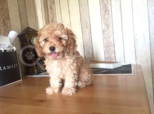 En Özel Red Toy Poodle Yavrularimiz