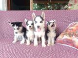 Yavru Safkan Si̇bi̇rya Kurdu Husky