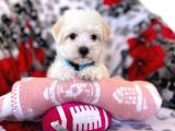 Kaliteli Maltipoo Yavruları