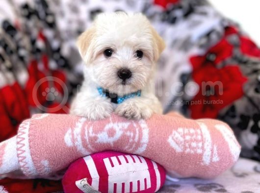 Kaliteli Maltipoo Yavruları görsel