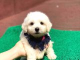 Minik Maltese Terrier