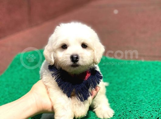 Minik Maltese Terrier görsel