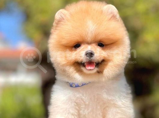 Safkan Pomerani̇an Boo Yavrularimiz görsel