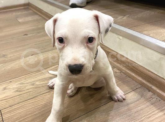 Şampiyon Torunu Safgan Dogo Argenti̇no 45 Günlük görsel