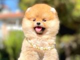 Ayıcık Surat Boo Pomeranian Yavrular