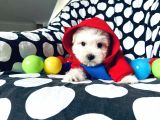 Anne Altindan Maltes Terri̇er Yavrulari