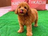 Tüy Dökülmesi  Olmayan Toy Poodle Yavrularımız