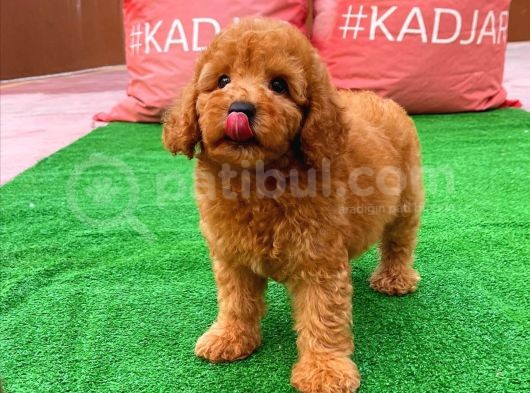 Tüy Dökülmesi  Olmayan Toy Poodle Yavrularımız