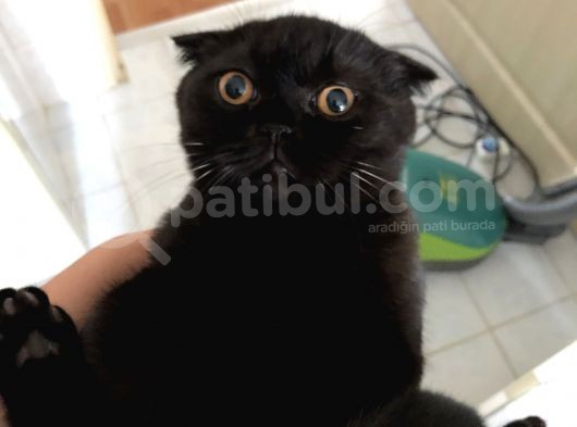 İran Kedisi Ve British Yavrusu Çok Sevecen Bi Kedi görsel