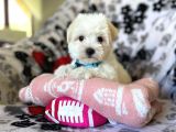 Tatli Tadinda Malti̇poo Yavrulari