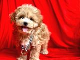 F2 Orjinal Maltipoo Yavrular