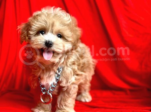 F2 Orjinal Maltipoo Yavrular görsel
