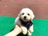Minik Maltese Terrier