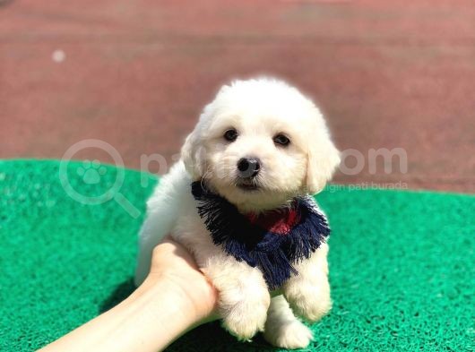Minik Maltese Terrier görsel