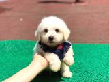 Minik Maltese Terrier