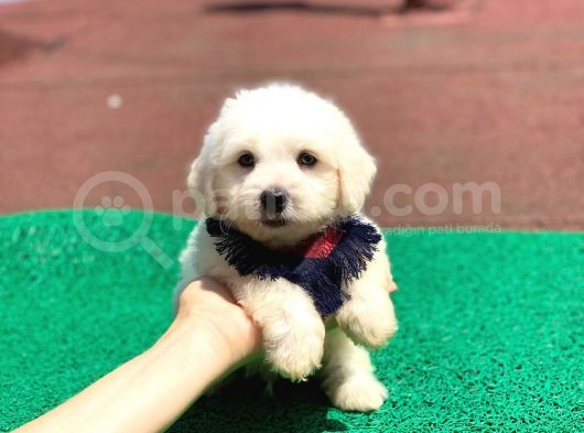 Minik Maltese Terrier