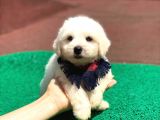 Minik Maltese Terrier