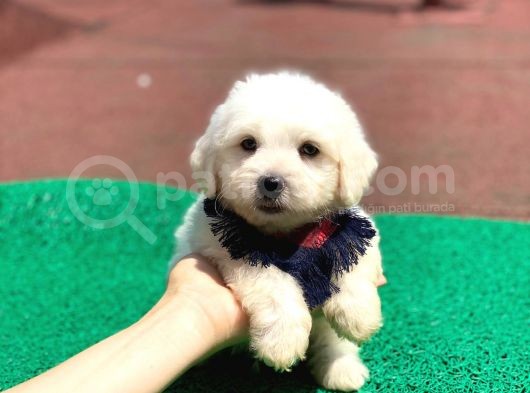 Minik Maltese Terrier görsel