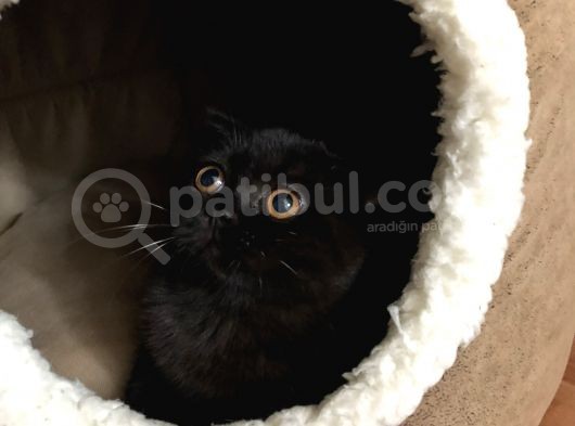 İran Kedisi Ve British Yavrusu Çok Sevecen Bi Kedi görsel