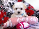 Tatli Tadinda Malti̇poo Yavrulari