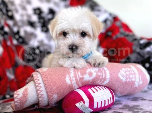 Tatli Tadinda Malti̇poo Yavrulari görsel