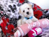 Tatli Tadinda Malti̇poo Yavrulari