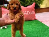 Tüy Dökülmesi  Olmayan Toy Poodle Yavrularımız
