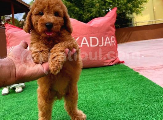 Tüy Dökülmesi  Olmayan Toy Poodle Yavrularımız görsel
