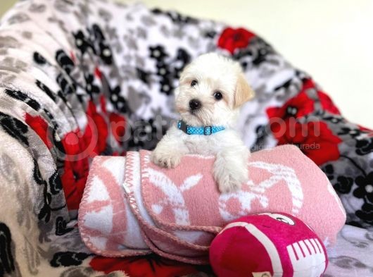 Tatli Tadinda Malti̇poo Yavrulari