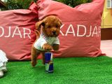 Safkan Toy Poodle Yavrularimiz