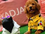 Tüy Dökülmesi  Olmayan Toy Poodle Yavrularımız