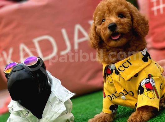 Tüy Dökülmesi  Olmayan Toy Poodle Yavrularımız görsel