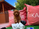 Red Brown Toy Poodle Yavrumuz