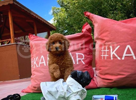 Red Brown Toy Poodle Yavrumuz görsel