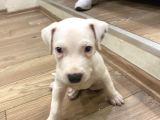 Şampiyon Torunu Safgan Dogo Argenti̇no 45 Günlük
