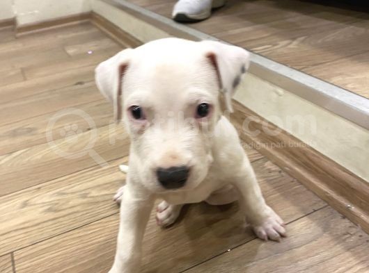 Şampiyon Torunu Safgan Dogo Argenti̇no 45 Günlük görsel