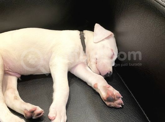 Şampiyon Torunu Safgan Dogo Argenti̇no 45 Günlük görsel