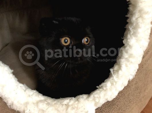 İran Kedisi Ve British Yavrusu Çok Sevecen Bi Kedi