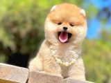 Ayıcık Surat Boo Pomeranian Yavrular