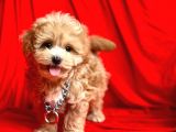 F2 Orjinal Maltipoo Yavrular
