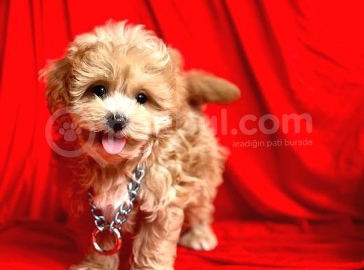 F2 Orjinal Maltipoo Yavrular