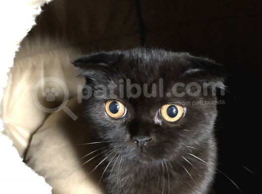 İran Kedisi Ve British Yavrusu Çok Sevecen Bi Kedi görsel