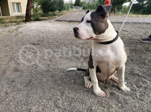 6 Aylık Amerikan Buly Nose görsel