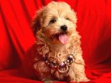 Wc Eğitimli Maltipoo Yavrular